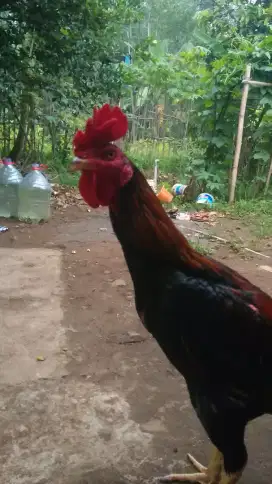 ayam bangkok mantap