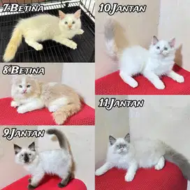 Kitten persia bulu kapas super gembul