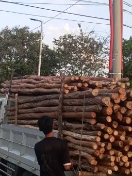 Kayu dolken puspa kupas dimeter 5,6,7