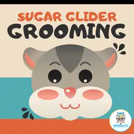 Grooming Sugar Glider