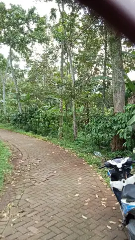 Kebun durian siap petik plus pohon kopid di jual murah.