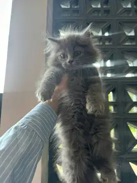 Kitten Kucing Persia 4 Bulan Jantan