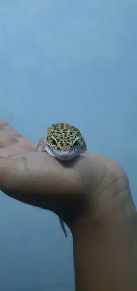 Gecko / tokek hias pakistan