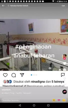 Penginapan anjing natal then baru