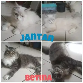 Kucing Persia jantan dan betina