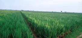 jual tanah sawah aktif 2 hektar bisa cicil 2x