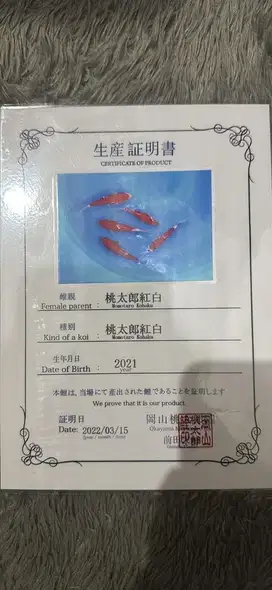 Jual obral ikan koi jumbo murah