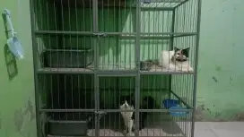 Persia medium 1 jantan + kandang