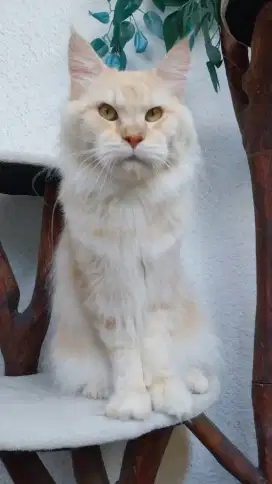 Pure Maine Coon, bisa lepas non ped