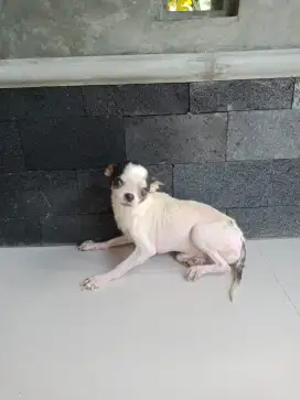 Pacak chihuahua