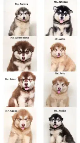 Jual alaskan malamute puppy