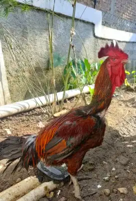 Ayam Pelung Bandung