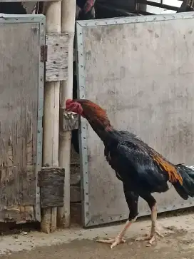 Ayam shamo ori jepang