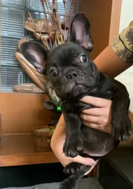 French bulldog betina