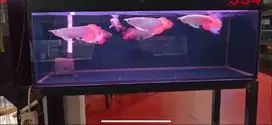 arwana super red 25cm anatomi spesial jabodetabek bs bayar ditempat