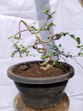 Bahan bonsai serut