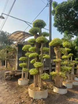 Anting Putri, Bonsai Randu, Bonsai Dolar