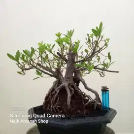 Bonsai Bunga Azalea