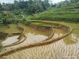 Tanah murah meriah sangat cocok untuk bikin villa,inves, bertan