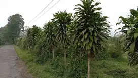 Tanah murah samping jalan cocok untuk gudang