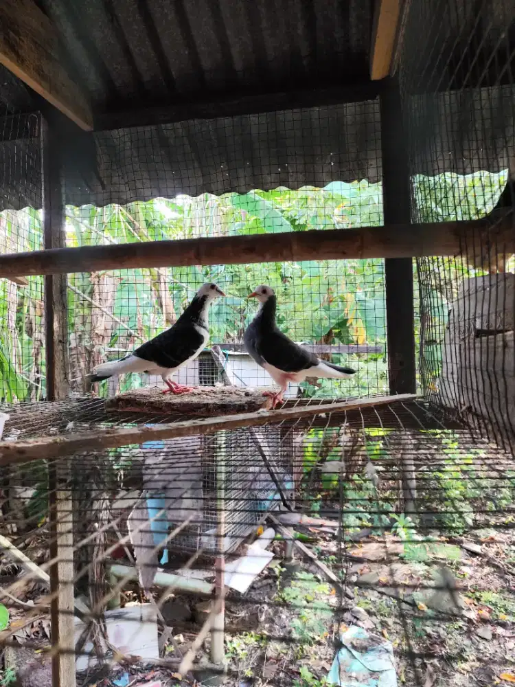 Merpati jumbo dan biasa (borong 8 ekor)