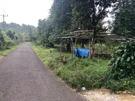 Di jual murah Kebun cengkeh dan mellinjo samping jalan
