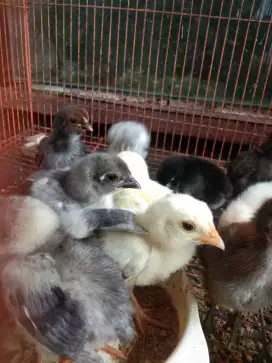 Anak ayam kampung tetas induk alami