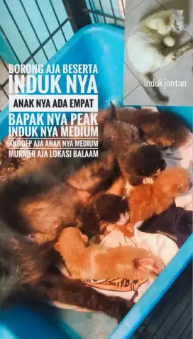 Kucing borong sama induk nya