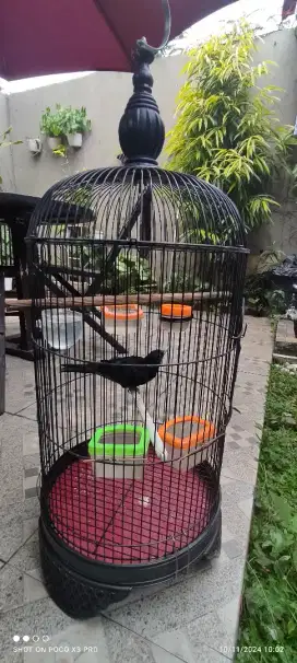 Burung poksai dada merah sehat