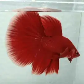 Ikan Cupang Halfmoon Super Red Grade A.. Jantan, Lincah dan Sehat..