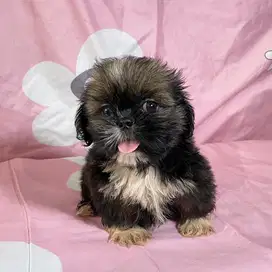 Puppy Mini shihtzu - Non Stb