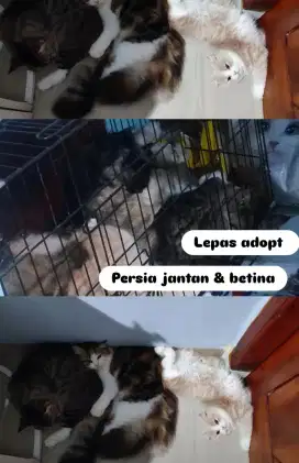 Jual kucing persia