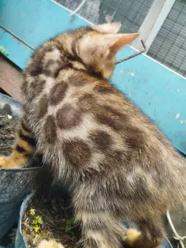 Kucing bulu bagus