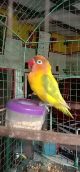 Jual burung Lovebird pastel hijau greceh dan jinak serta murah meriah