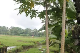 Tanah sewa dengan Pemandangan sawah di Bedulu Ubud - Bali