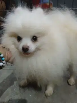 Mini pom white color ( pacak )