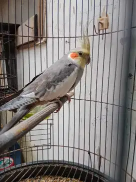 Burung Falk Jantan Jinak siap ternak