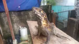 Iguana similis betina