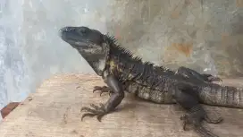 Iguana banana jantan