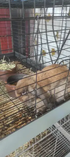 Kelinci Holland lop tort