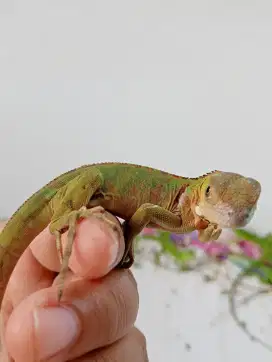 Baby iguana berkualitas