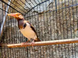 Burung Jalak Suren Remaja