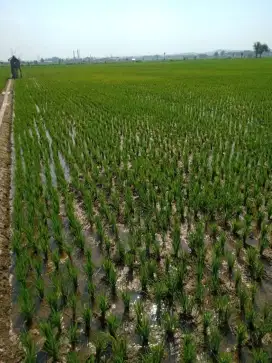 Dijual Tanah Sawah SHM di Pangkalan Merakurak Tuban Jawa Timur