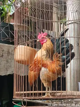 Ayam Serama jantan