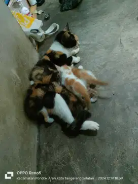 Anak kucing open adopsi