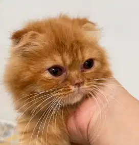 Scottish fold longhair