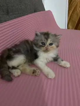 Open Adop Kitten Persia