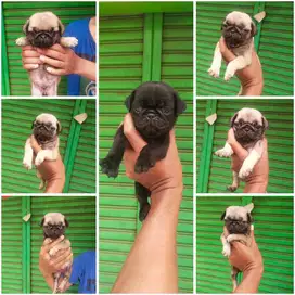 Pug jantan & betina puppy