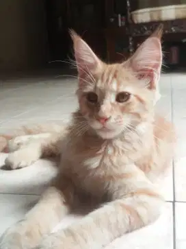 kucing mainecoon /menkun