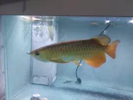 Ikan arwana golden red - arwana red gold uk 35 cm kurang lebih